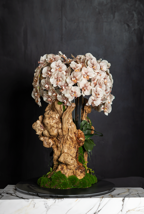 Champagne Orchid Overgrowth on Coffee Wood – Leaf & Branch