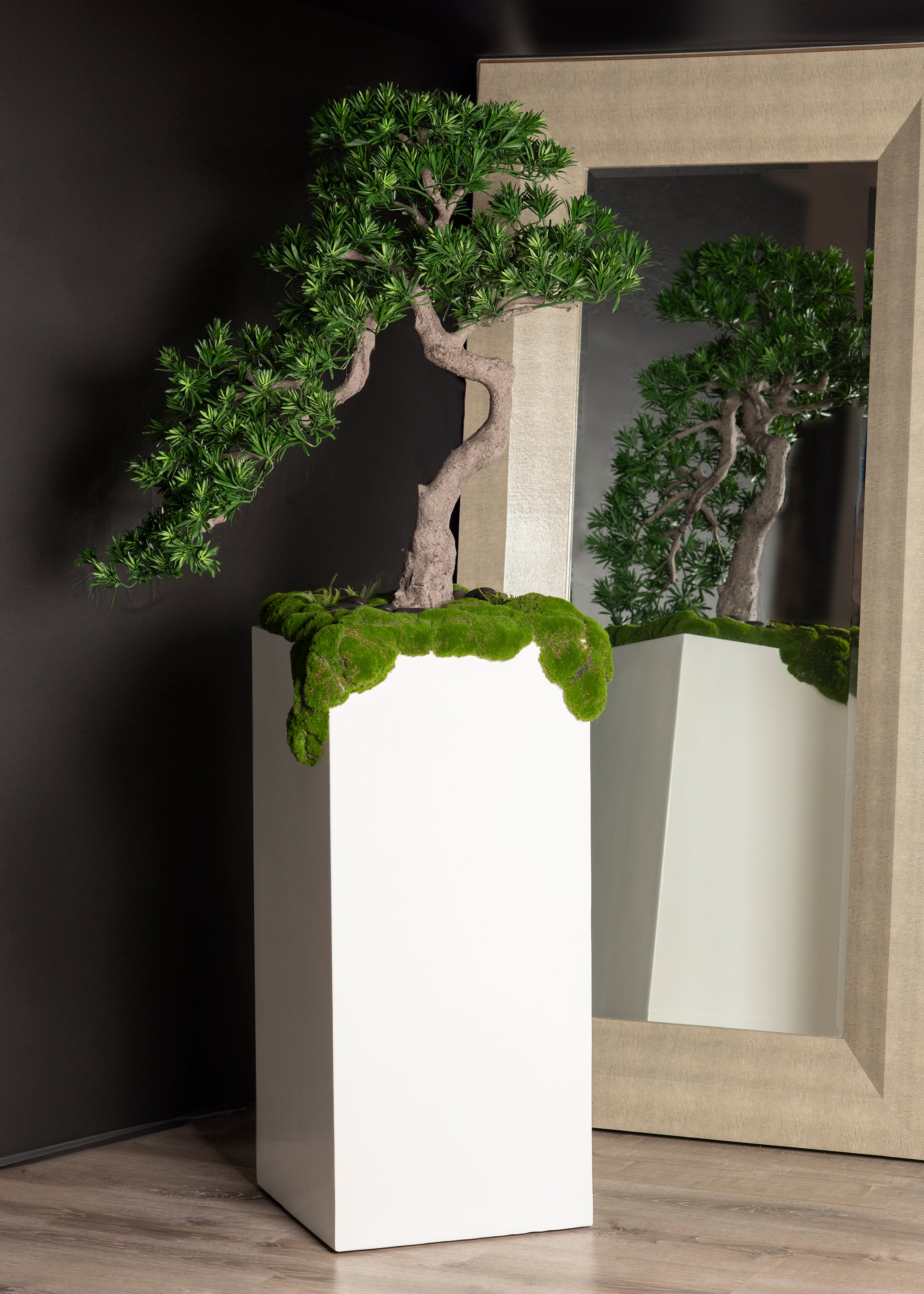 Podocarpus Bonsai in a Modern Planter – Leaf & Branch