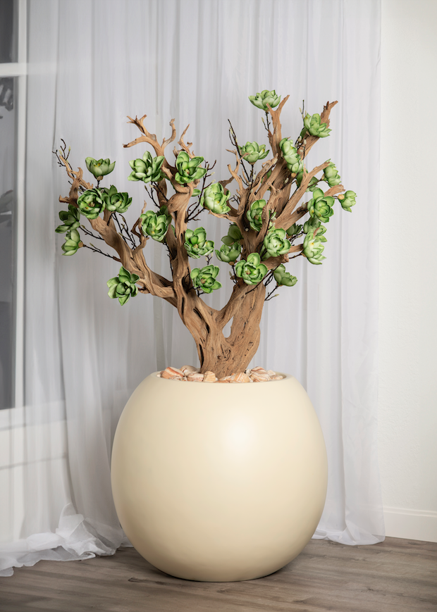 magnolia plant pots Green Magnolia in a Round Planter